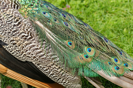 Blue peacock body