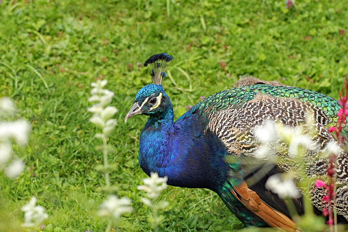 Blue peacock in the meadow