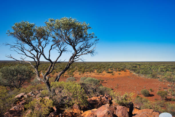 istock Wilderness with open forest vast expanse of the Australian outback 2149712928
