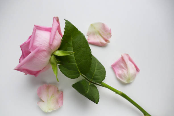 Pink Damask rose buds.Ingredients for natural cosmetics, oils and jams.Isolated on white background.Shallow depth of field