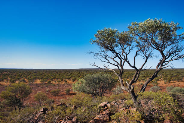 istock Wilderness with open forest vast expanse of the Australian outback 2149713014