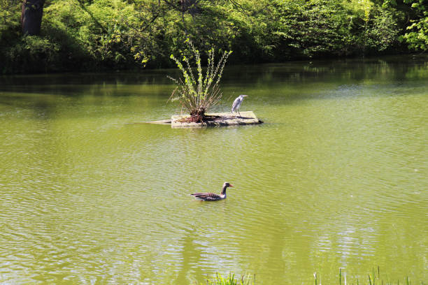 ducks in a city spring park by the lake