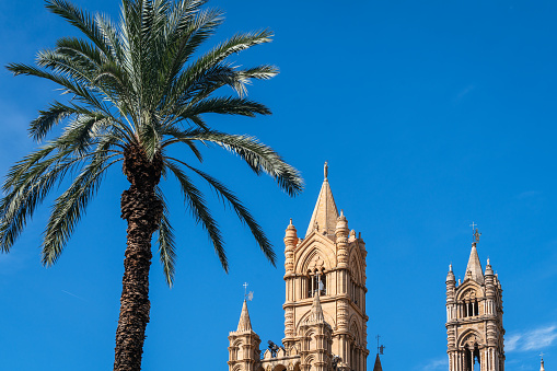 Palma tree and Tower of Palermo Cathedral, Sicily, Italy