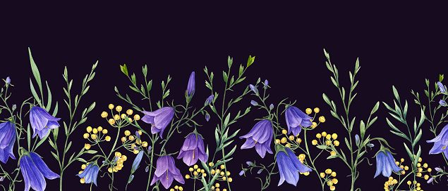Campanula, wild meadow plants. Blue, yellow flowers. Floral seamless horizontal border. Watercolor ornate isolated on black background. Panoramic illustration with summer herbs for fabric.
