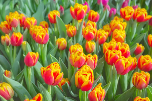 Close up photo of tulips, selective focus.
