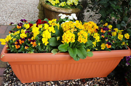 multi-colored spring pansies in flower pots on the city streets