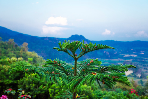 Conifer tree in sunset light  in landscape around mountain  Phu Langka   in northeast Thailand, National Park in Bueng Kan.