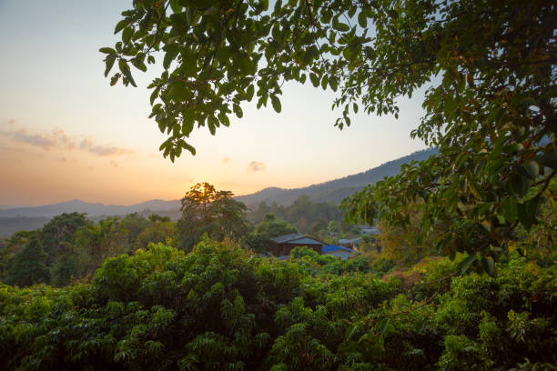 Woodland   sunset panorama  seen through trees  around mountain  Phu Langka   in northeast Thailand, National Park in Bueng Kan.