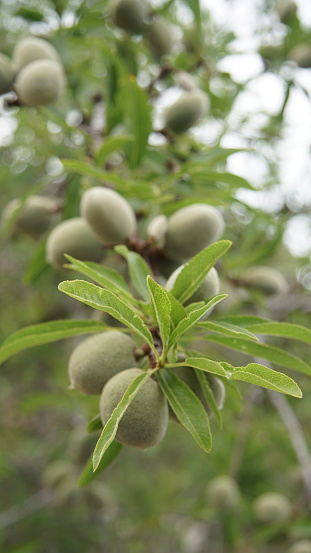 Almendras verdes con cascar en una rama de almendro en primavera