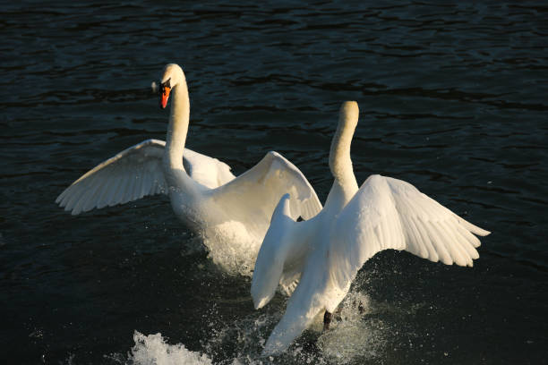 istock White swans dance on the water 2149715673