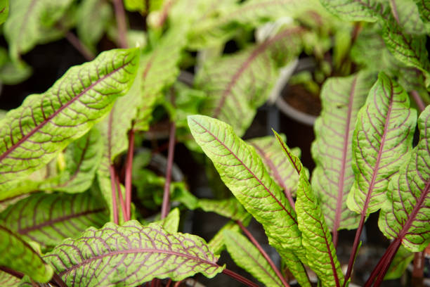 Fresh sorrel leaves in the garden