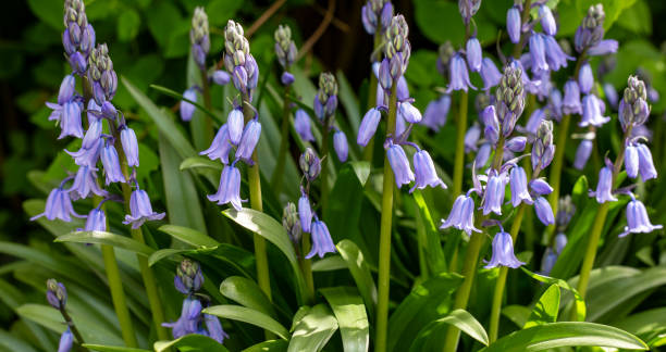 istock Bluebell flowers in bloom 2149716426