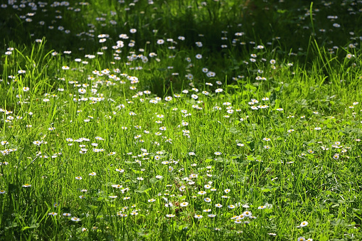 Daisies growing in the meadow, illuminated by sunshine. Selective focus.