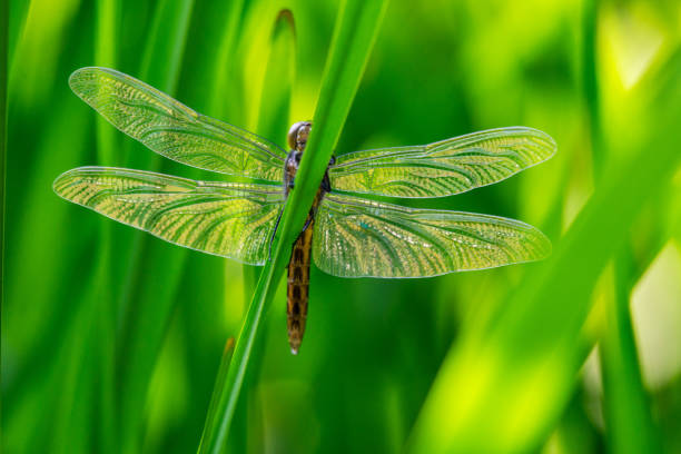 istock A female blue dasher dragonfly rests on a reed. 2149717164