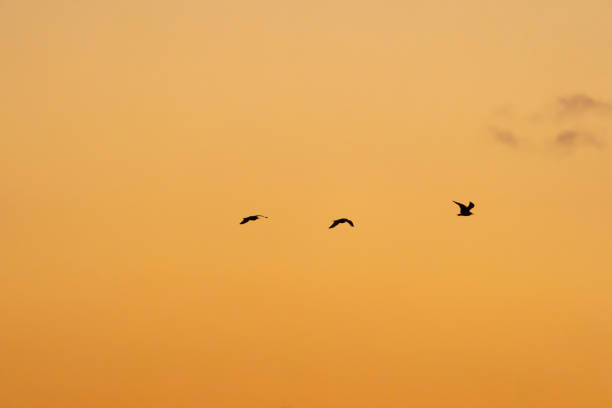 istock Three seagulls in silhouette and distant against golden sky background. 2149717838