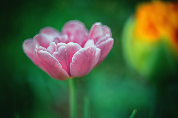 Pastel tulip flowers blooming in spring garden, floral wallpaper, floral pattern