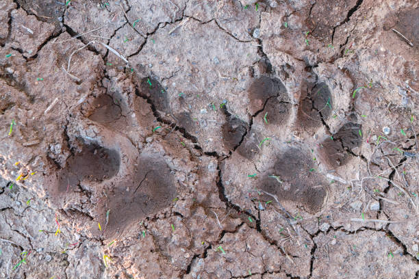istock Dog paw prints on wet ground. 2149718405
