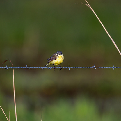 Side/front view close-up of a single male Western yellow wagtail (Motacilla Flava) sitting on barbed wire on an early sunny springtime morning, its head turned and looking straight at the camera - in the Netherlands the Yellow Wagtail is on the Red List of Threatened Species