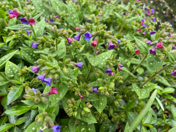 Lungwort in Spring flower bed