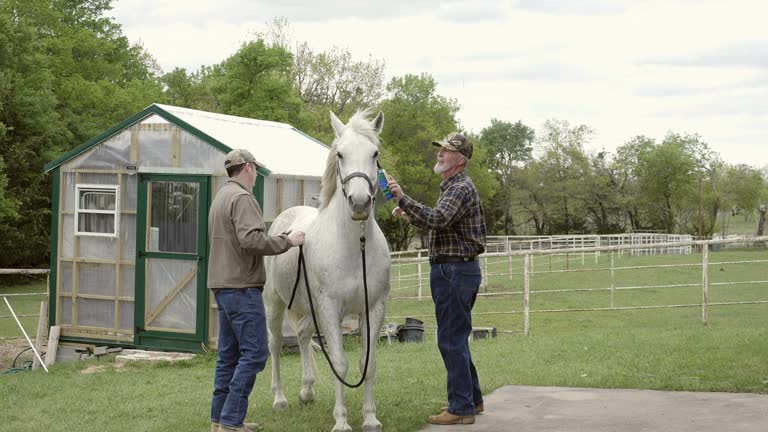 A senior man and his mid adult son brush white horse on their farm