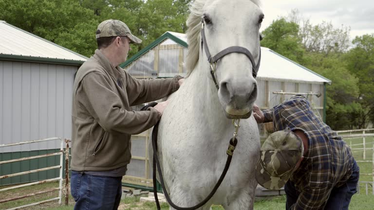 Two ranch workers groom horse on a farm