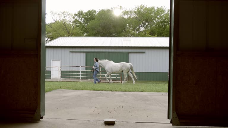 Female rancher walks horse on farm