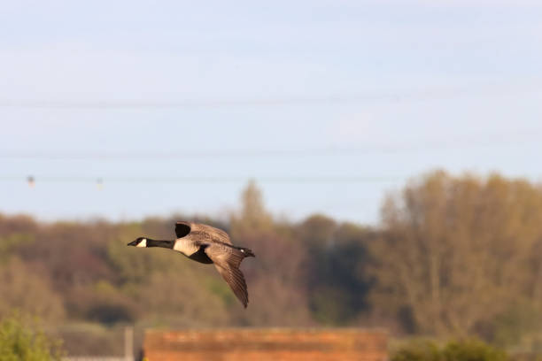 Canadian Geese in flight at sunset