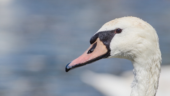 Water bird Cygnus olor aka Mute swan close-up head portrait.