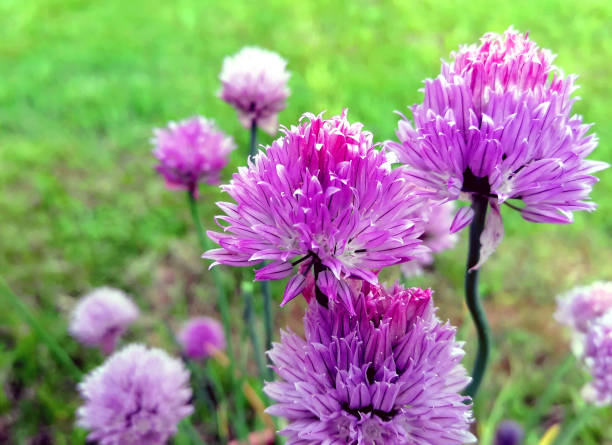 Chive flower macro stock photo. Schnittlauch Blume Close-up of flowering chive plants in spring schnittlauch stock pictures, royalty-free photos & images