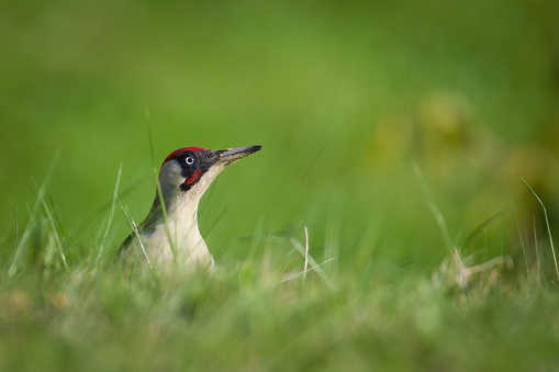 Dirty beak. Isolated on blurred background.