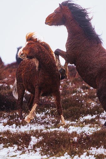 2 wild ponies fighting in Shropshire hills during winter, the fields were covered by snow.