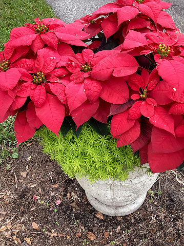 Holiday Container Plants including Festive Red Poinsettias and Sedum
