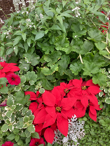 Holiday Container Plants including Festive Red Poinsettias and a Mix of Annuals