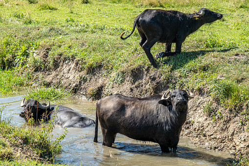 Buffalo cooling off in a muddy waterhole on a hot summer day