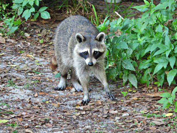 istock Raccoon (Procyon lotor) - in a public park 2149728469