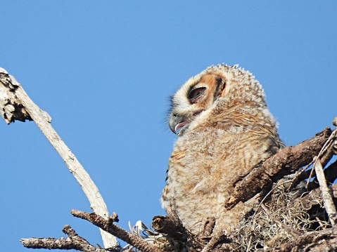 Great Horned Owl - young bird - profile with mouth open