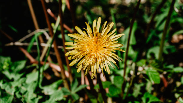 istock Beautiful wild yellow flower 2149729889