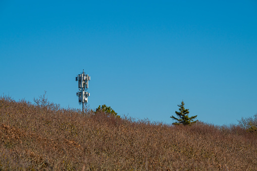 Mobile phone antenna mast rising above a forest