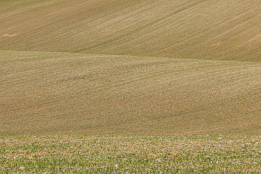 A full frame photograph of a rolling landscape in Sussex, with crops just beginning to emerge from the soil