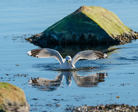 Herring gull Larus argentatus fishing in a small bay