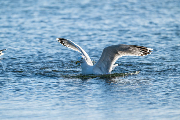 istock Herring gull Larus argentatus fishing in a small bay. 2149730331