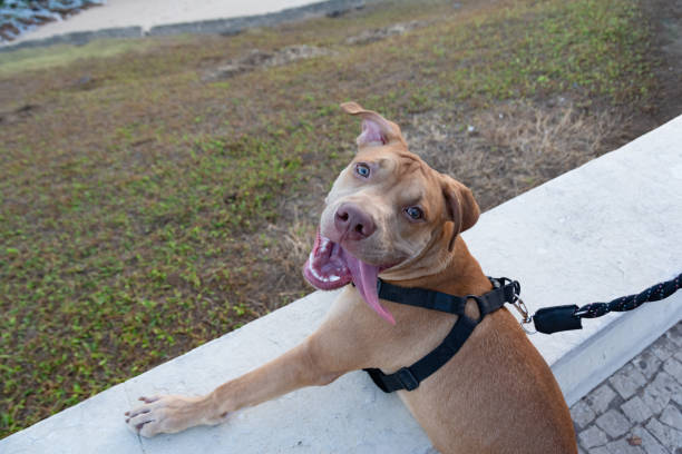 Docile pitbull dog, on a leash, brown looking at the sea from the shore. Domestic and calm animal