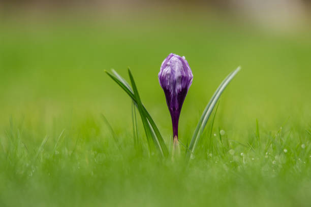 Lonely purple crocus on a lawn in early spring
