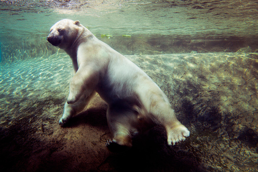 A Polar bear underwater a zoo