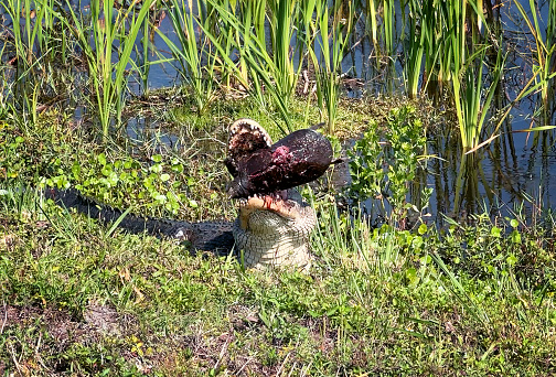 American alligator eating a Softshell turtle in the Florida wetlands