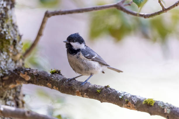 istock Coal tit on a branch of tree. 2149731521