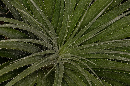 Dasylirion Graminifolium Plant.
