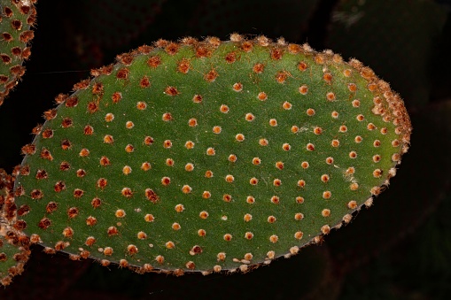 Opuntia Cactus.