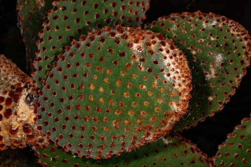 Opuntia Cactus.