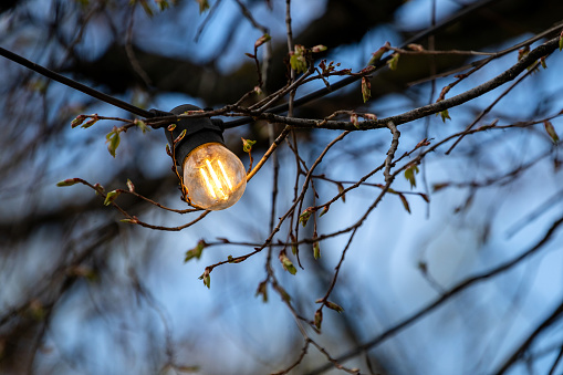 An illuminated lightbulb hangs among spring tree branches against a blue sky.